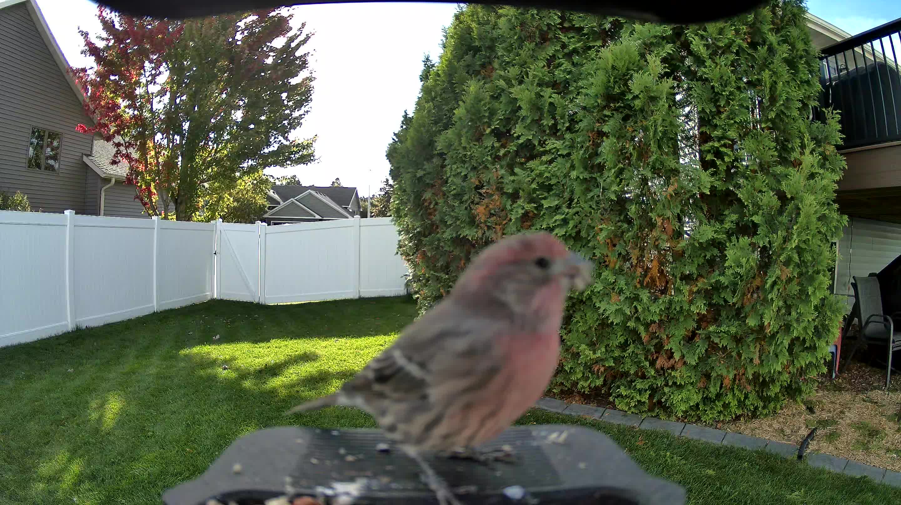 House Finch