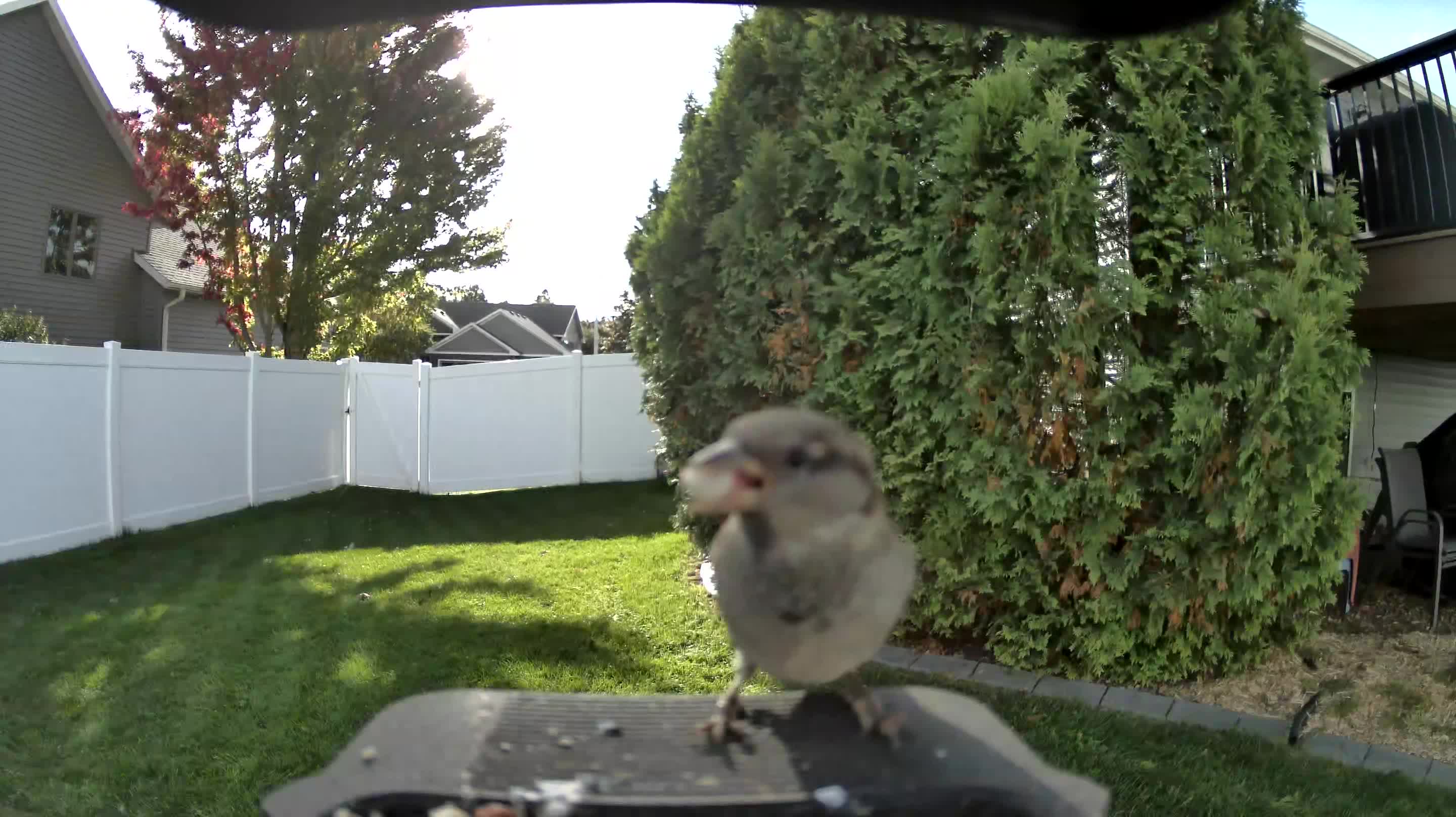 House Sparrow