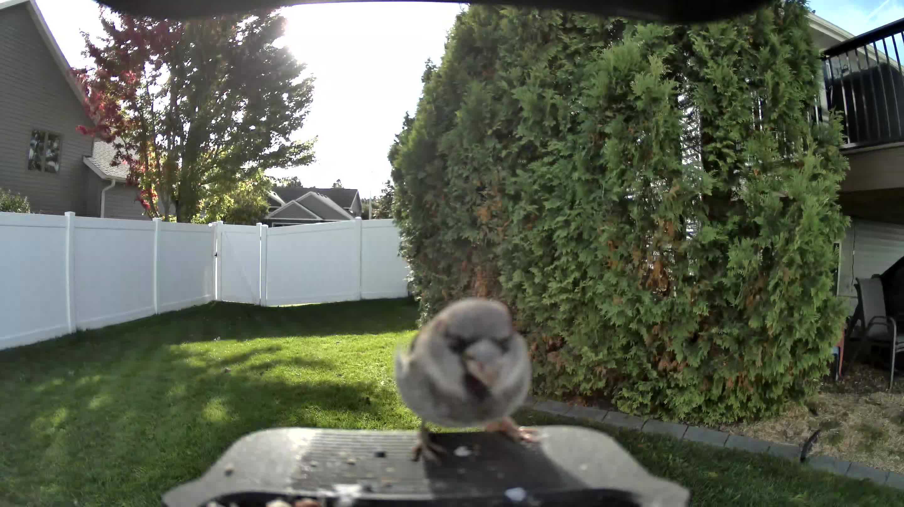 House Sparrow