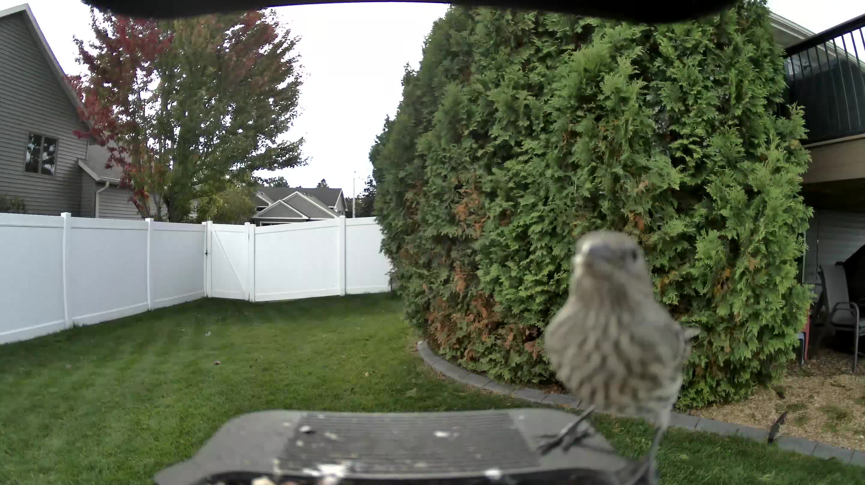 House Finch