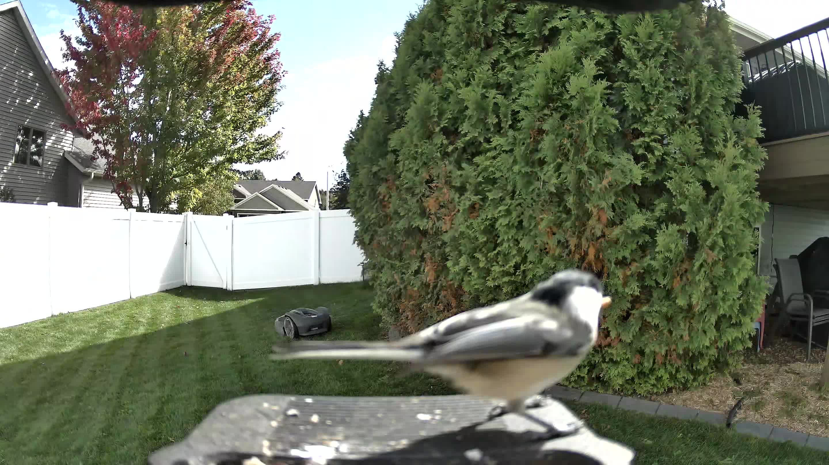 Black-capped Chickadee