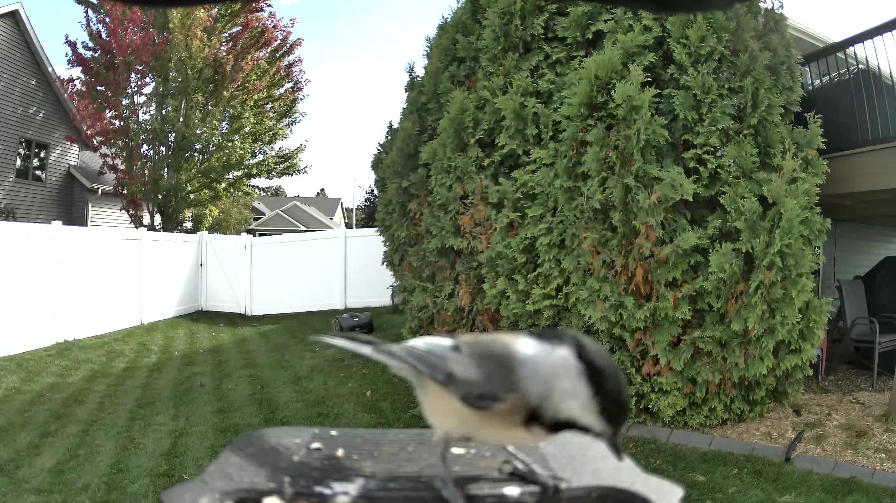 Black-capped Chickadee