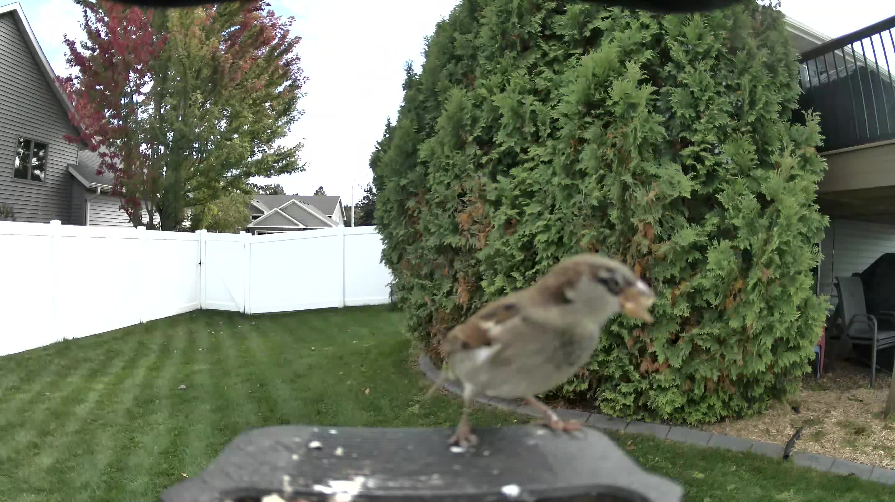 House Sparrow
