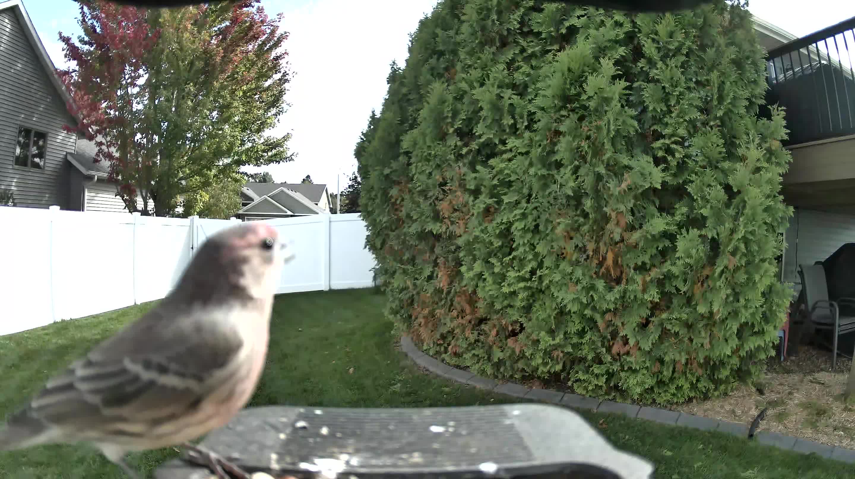 House Finch