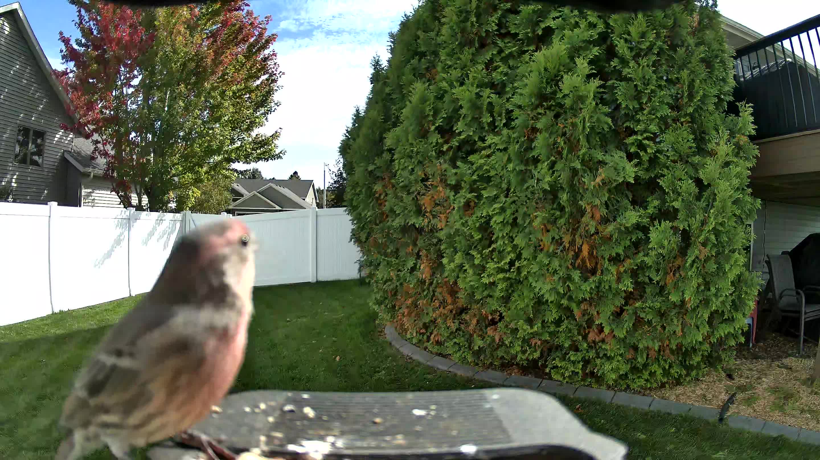 House Finch