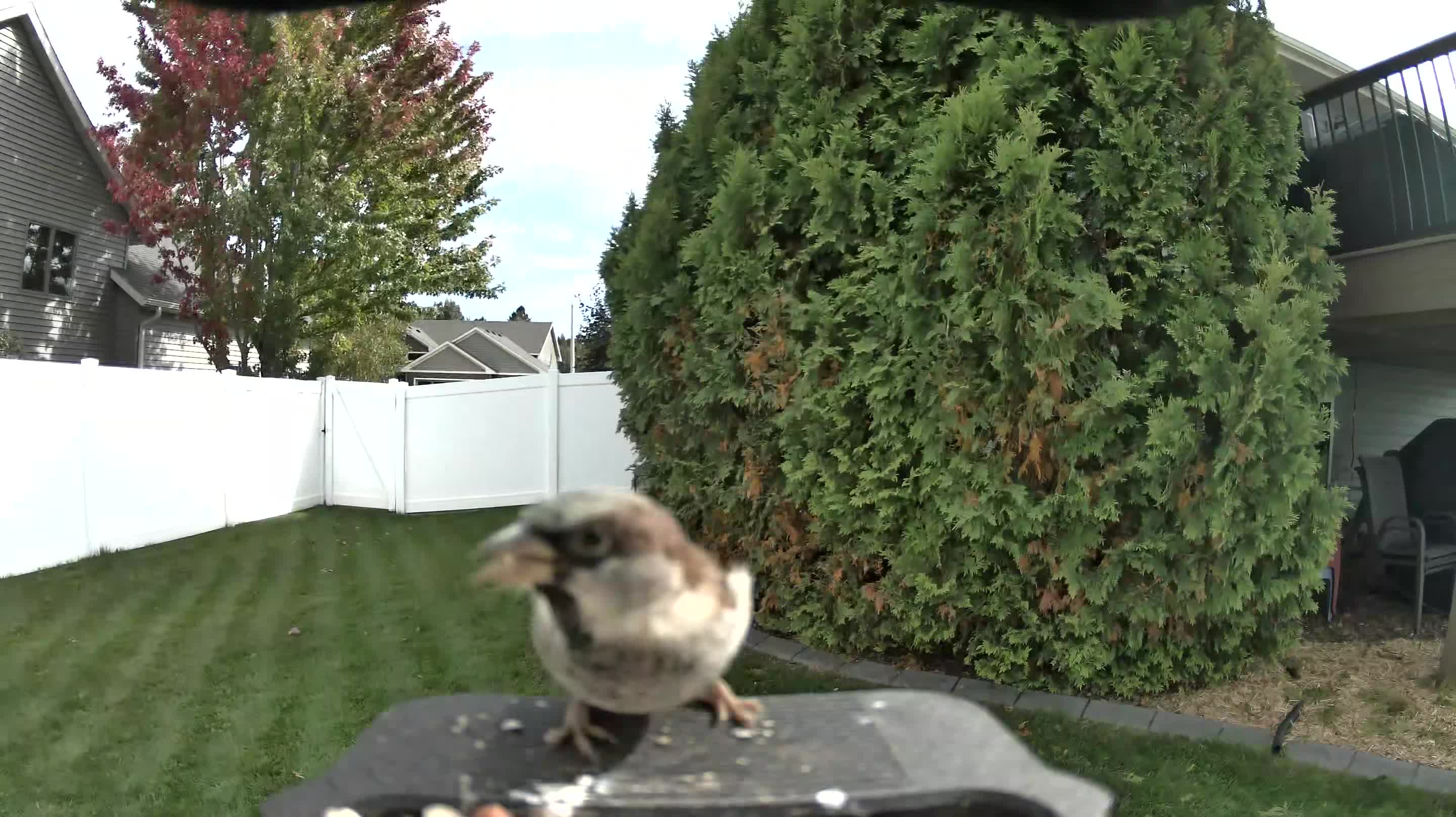 House Sparrow