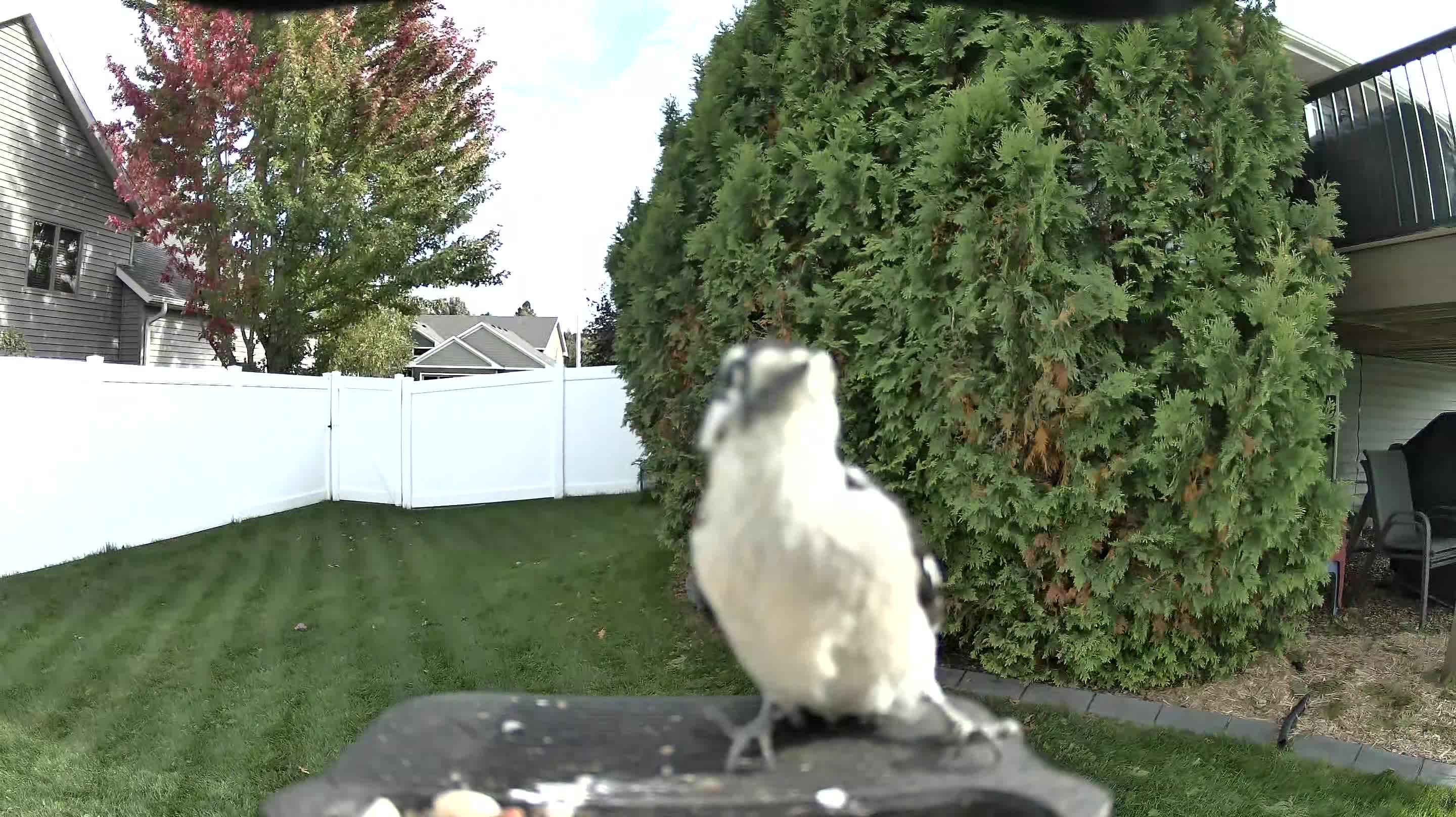 Downy Woodpecker