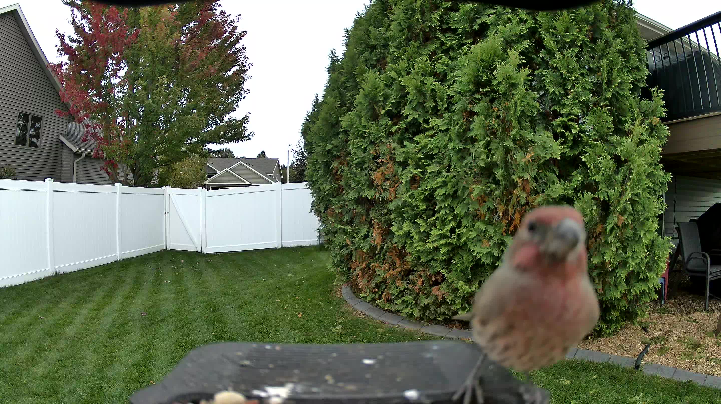 House Finch