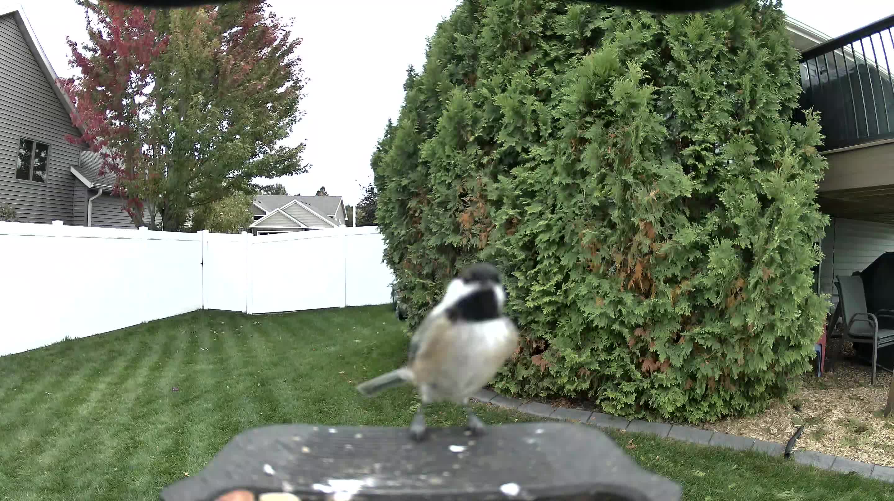 Black-capped Chickadee