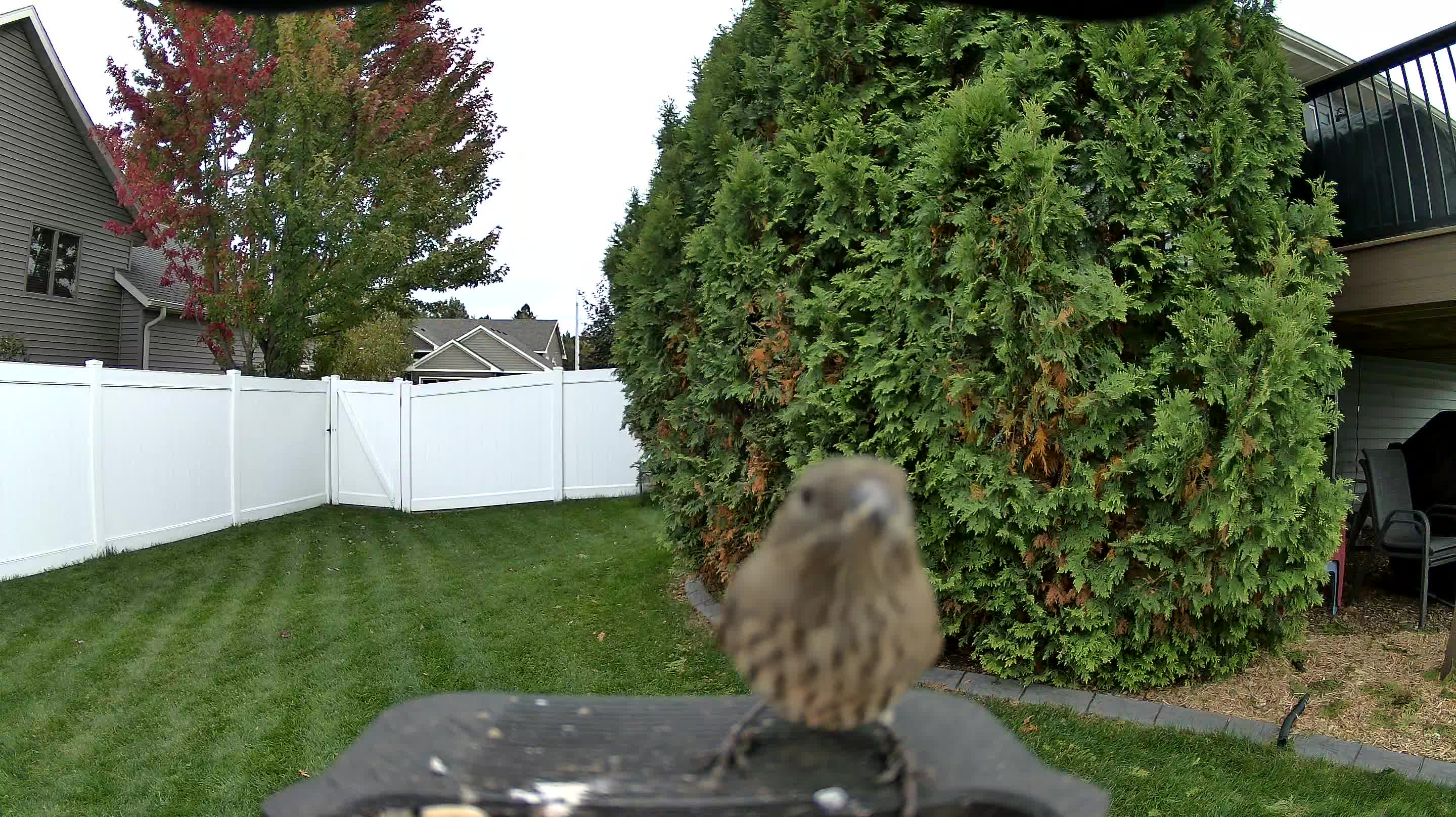 House Finch