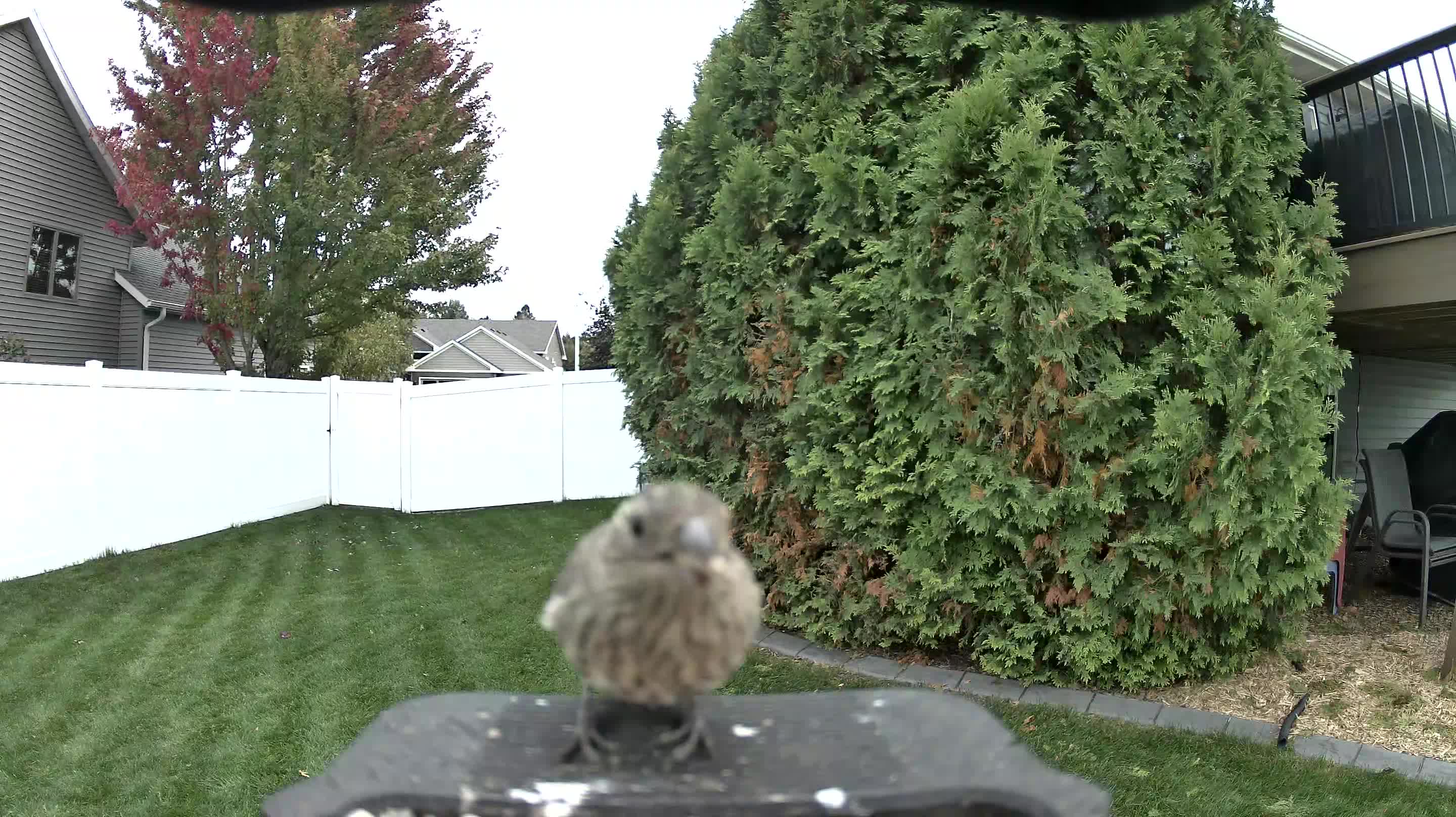 House Finch