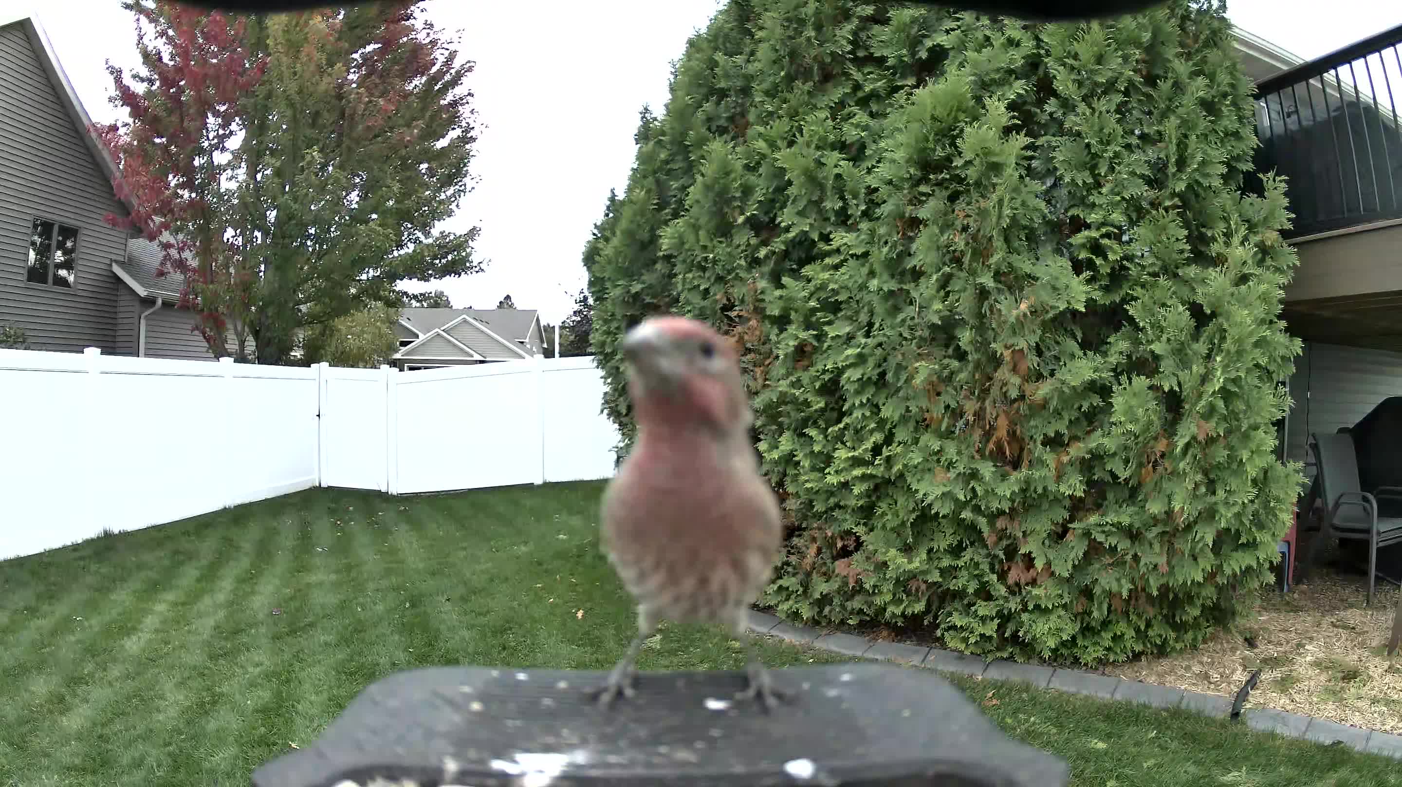 House Finch
