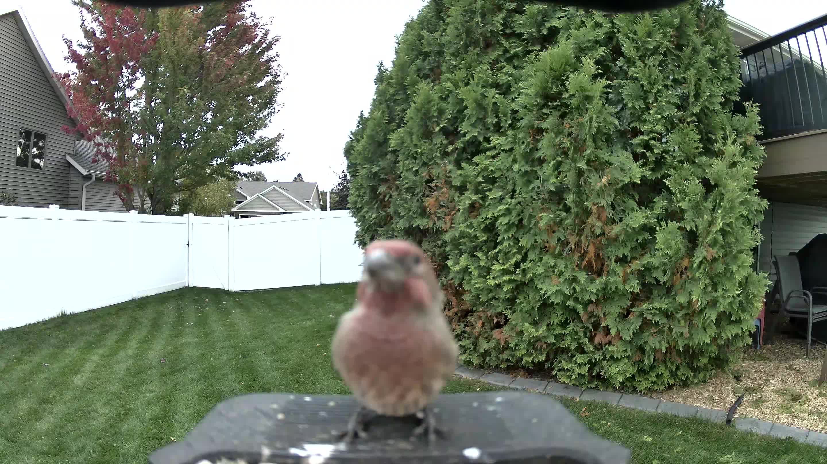 House Finch