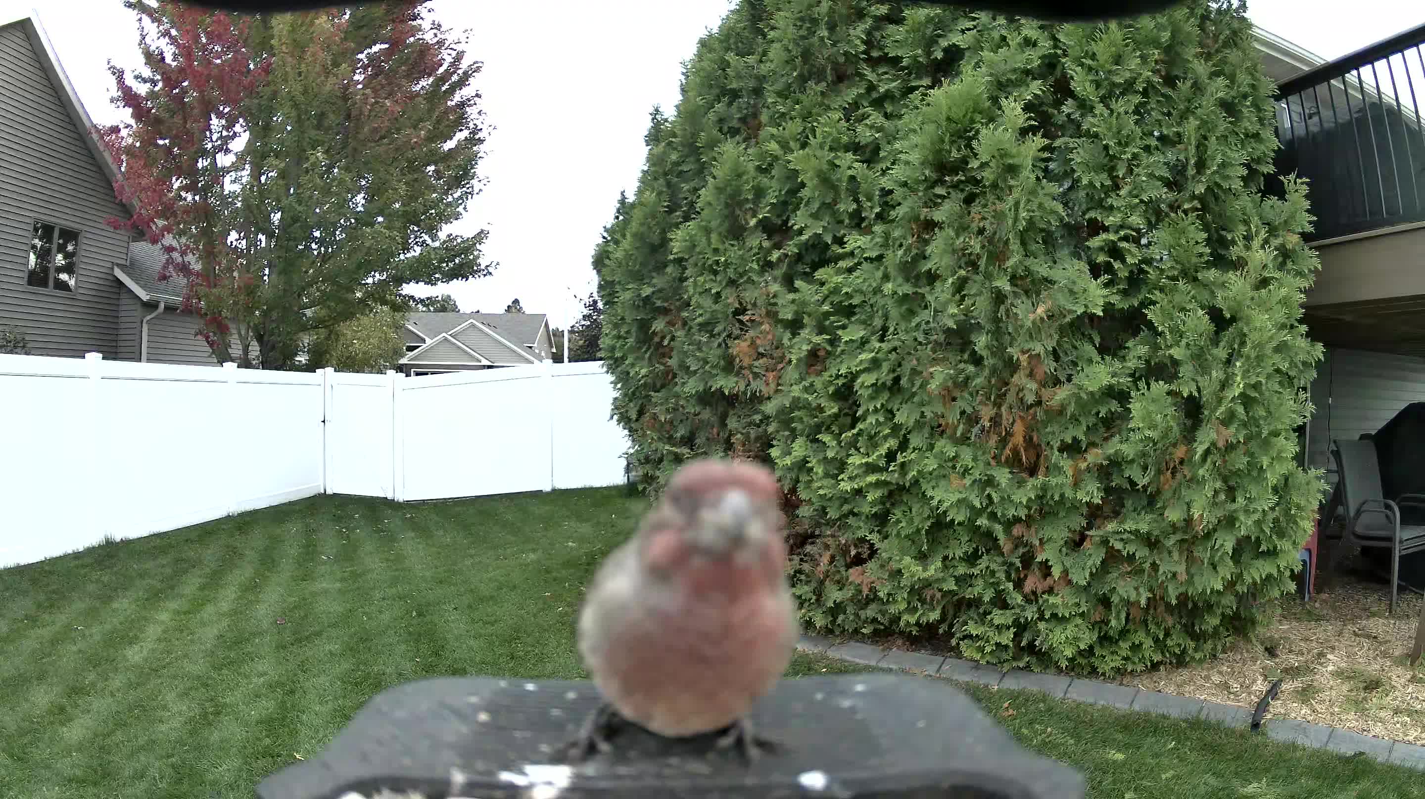 House Finch