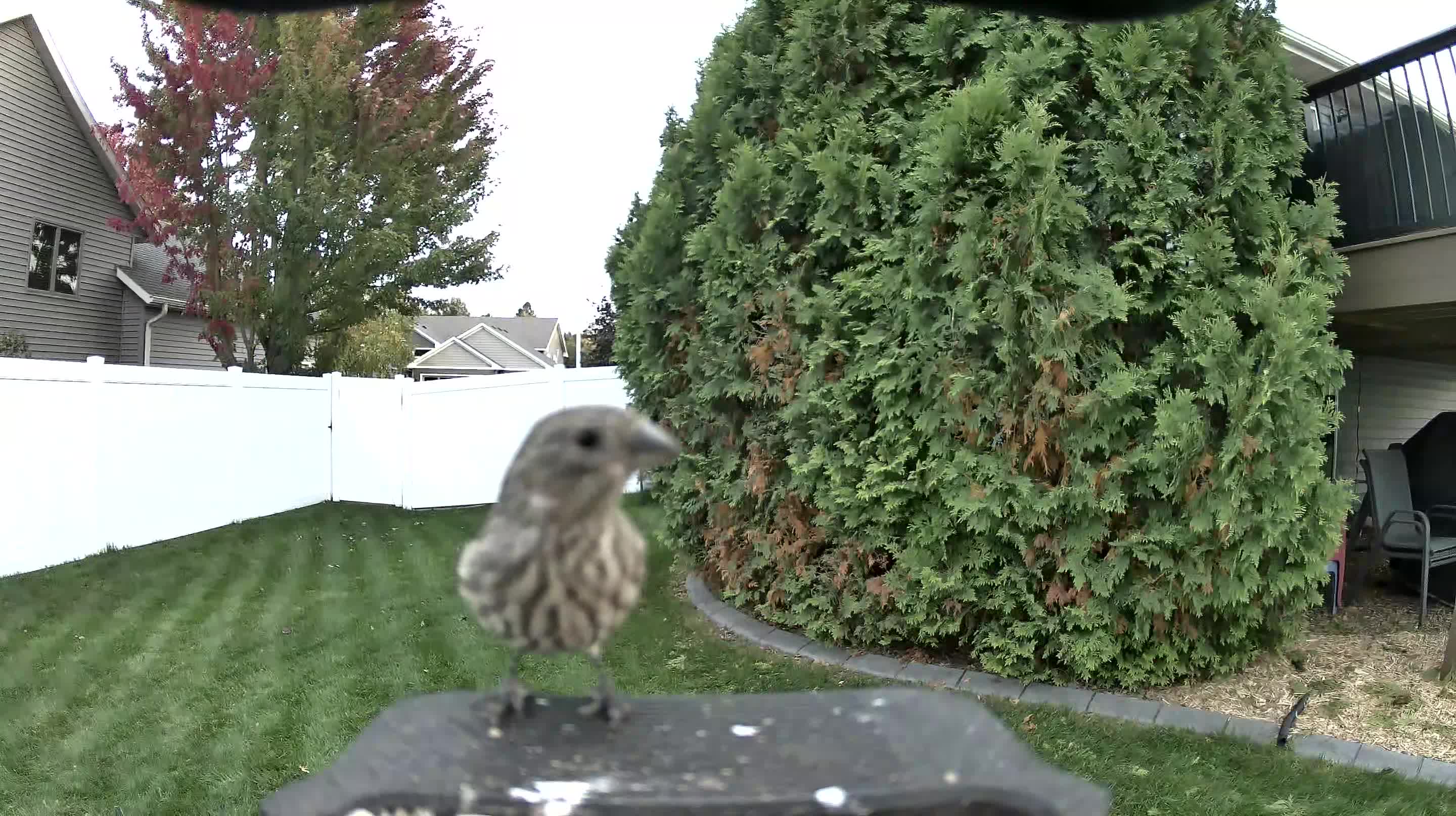 House Finch