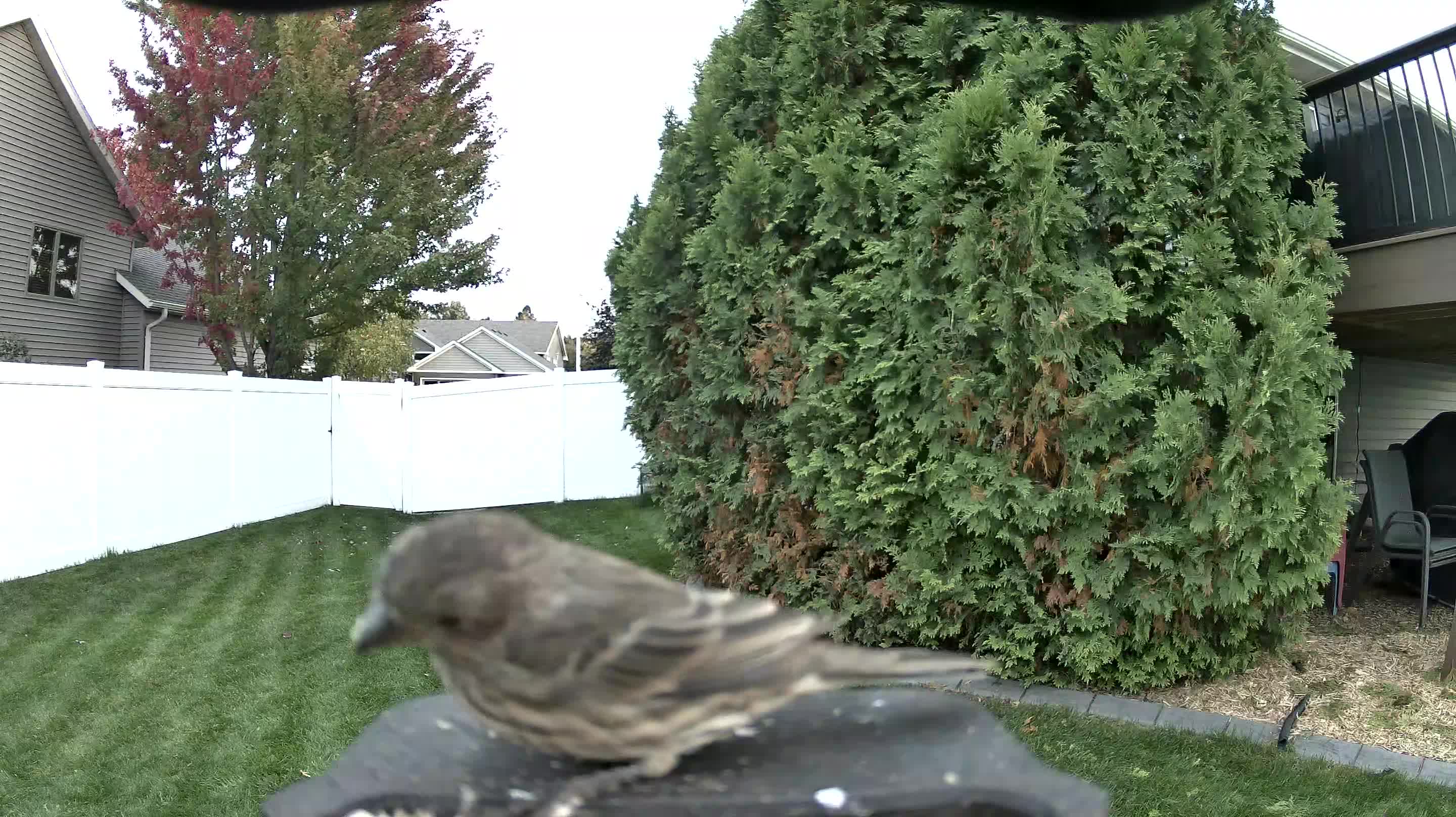 House Finch
