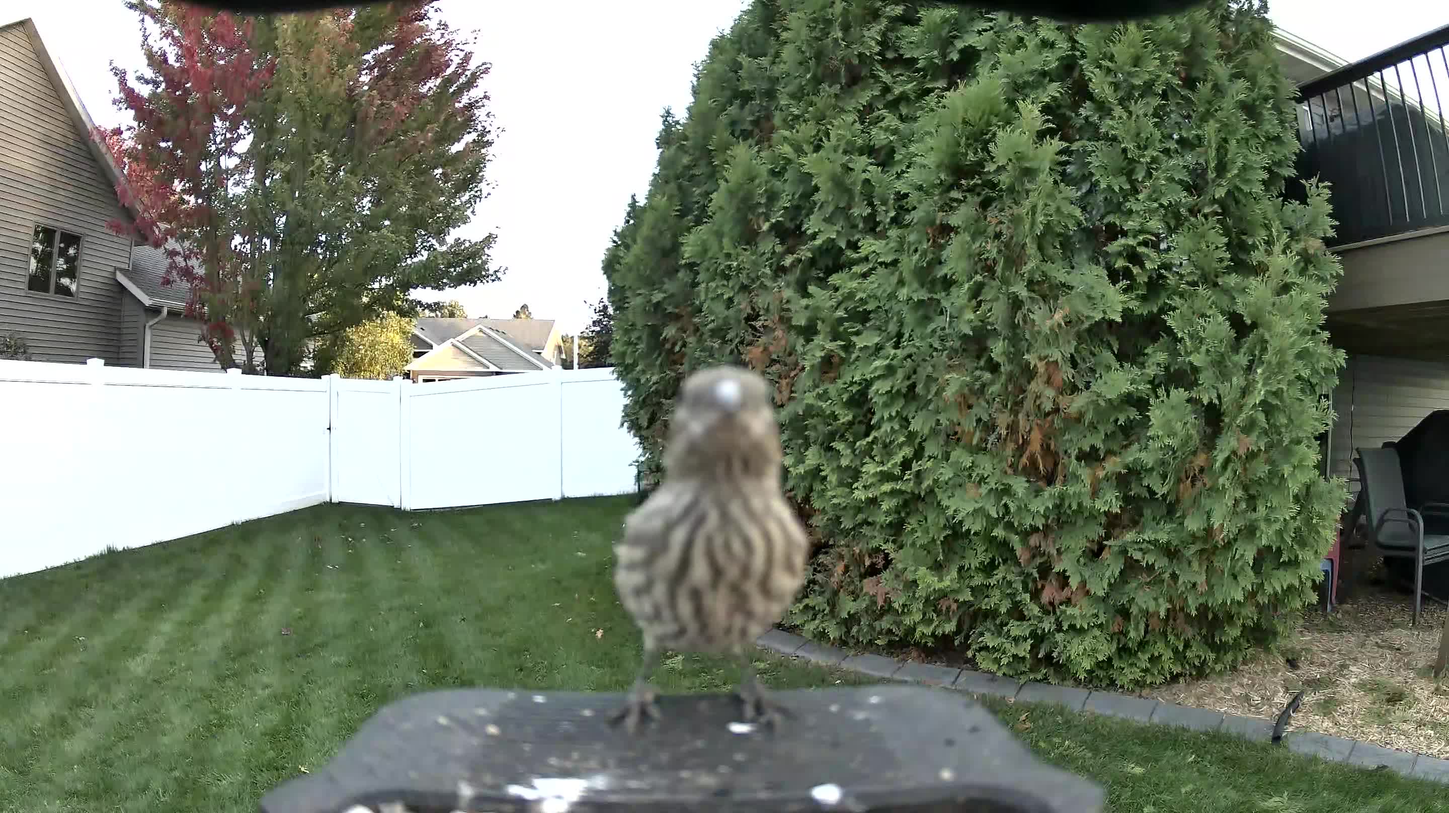 House Finch