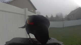 red-winged blackbird