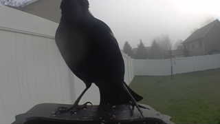 american crow