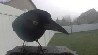 common grackle