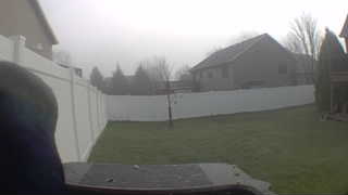 common species name in all lower case letters