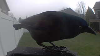 common grackle