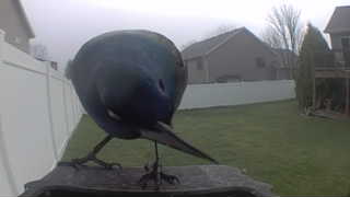 common grackle