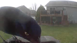 common grackle