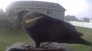 red-winged blackbird