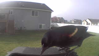 red-winged blackbird