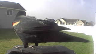 red-winged blackbird