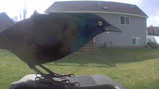 common grackle