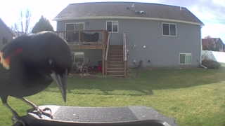 red-winged blackbird