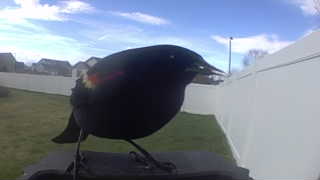 red-winged blackbird