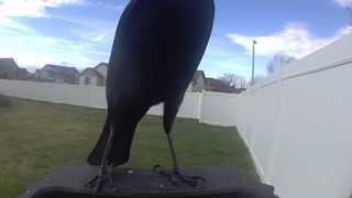american crow