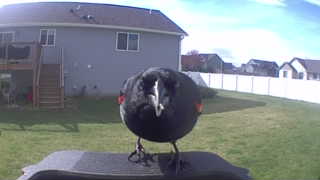 red-winged blackbird