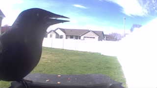 american crow