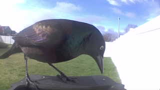 common grackle