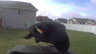 red-winged blackbird