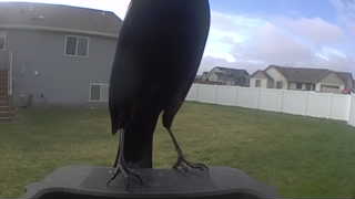 american crow