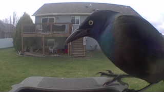 common grackle