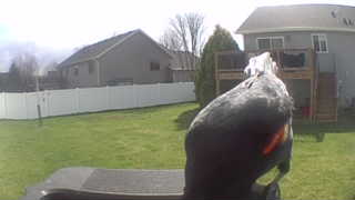 red-winged blackbird