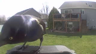 common grackle