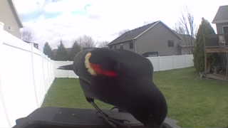 red-winged blackbird