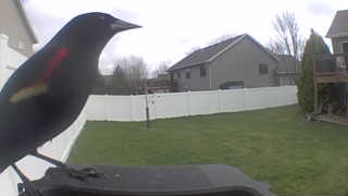 red-winged blackbird