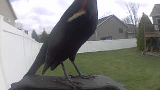 red-winged blackbird