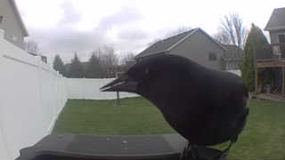 american crow