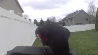red-winged blackbird