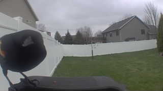 red-winged blackbird