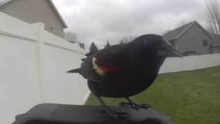 red-winged blackbird